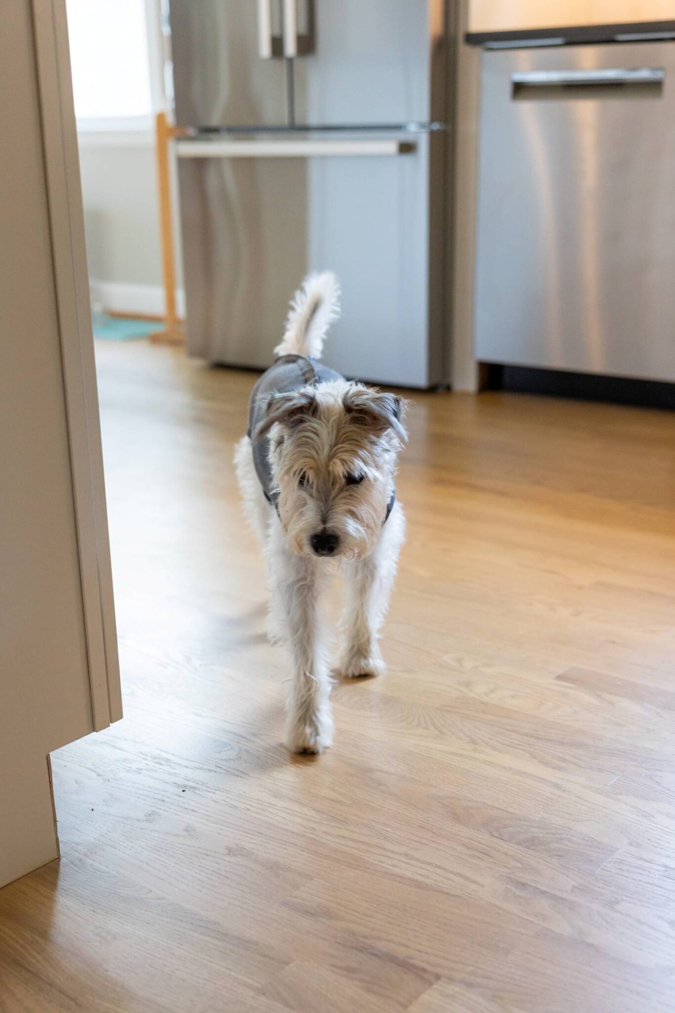 Hardwood Refinish by Totally Floored